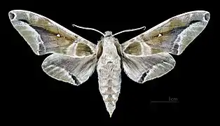 Parum colligata ♂