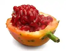 Fruto.