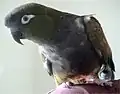 Loro barranquero, especie típica.