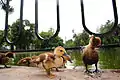 Patos en el estanque del jardín.