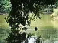 Pato en el lago de la Universidad del Valle.