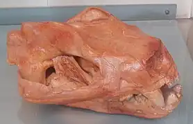 Cráneo de Patriofelis ulta.