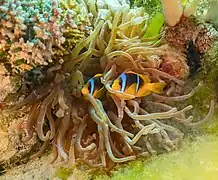 Pareja de Amphiprion bicinctus en H. magnifica.