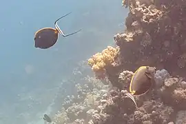 Pareja en el mar Rojo.