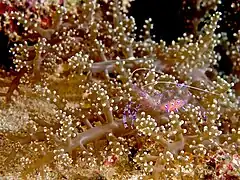 Ancylomenes magnificus