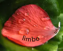 Pétalo de Geraniaceae, uña y limbo.