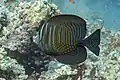 Zebrasoma desjardinii adulto con las aletas expandidas.