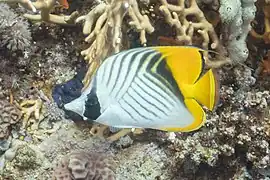 Chaetodon auriga