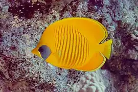 Chaetodon semilarvatus