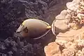 Naso elegans