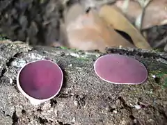 Fauna en Amatlán de los Reyes.