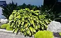 Mata de Philodendron xanadu creciendo en Penrose, Auckland, Nueva Zelanda