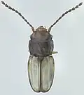 Phloeolaemus hoplites.