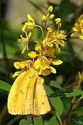 Phoebis senna
