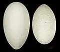 Huevos de Phoeniconaias minor