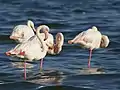 Flamenco rosa (Phoenicopterus roseus)