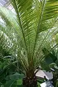 Palmera canaria, en la zona de clima subtropical