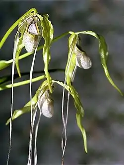 Phragmipediumcaudatum