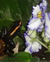 Phyllobates aurotaenia con bandas dorsales anaranjadas