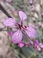 Physorhynchus Chamaerapistrum, Behbahan