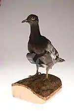 Cámara para palomas («dron biológico») de la década de 1970