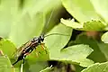 Pimpla turionellae, hembra