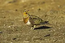 Macho de ganga ibérica