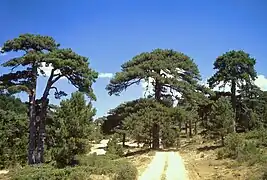 Pinos Salgareños