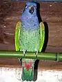 Loro cabeza azul mascota