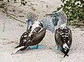 Pájaros bobos patas azules