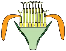Corte longitudinal. Verde agua: receptáculo. Verde oscuro: involucro de filarios. Se observa el ovario ínfero justo debajo de la corola gamopétala.