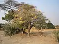 Árbol de acacia con nidos en el delta del Okavango, Botsuana.