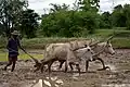 Yugo y bueyes para arar un arrozal, India