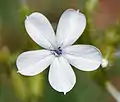 Plumbago zeylanica , Ananthagiri Hills, en Rangareddy, Andhra Pradesh, India