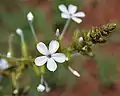 Plumbago zeylanica,  Ananthagiri Hills, en Rangareddy, Andhra Pradesh, India