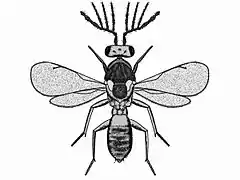 Pnigalio mediterranens Familia Eulophidae