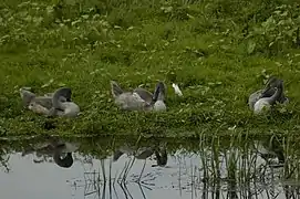 Cisnes en Słońsk