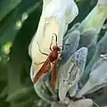 Polistes canadensis