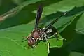 Polistes metricus, hembra