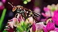 Polistes versicolor buscando alimento