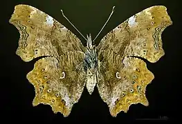 ♀ △, vista ventral