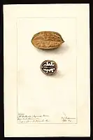 Image of the McCallister variety of pecans (scientific name: Carya illinoinensis), with this specimen originating in Washington, Wilkes County, Georgia, United States. (1904)