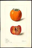 Image of the Lanman variety of persimmons (scientific name: Diospyros), with this specimen originating in Washington, D.C., United States. (1898)