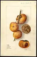 Image of the Miller variety of persimmons (scientific name: Diospyros), with this specimen originating in Harlem, Clay County, Missouri, United States. (1907)