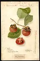 Image of the Ruby variety of persimmons (scientific name: Diospyros), with this specimen originating in Cartersburg, Hendricks County, Indiana, United States. (1905)