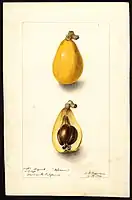 Image of the Advance variety of loquats (scientific name: Eriobotrya japonica), with this specimen originating in Orange, Orange County, California, United States. (1900)