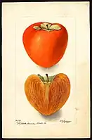 Image of the Axtill variety of persimmons (scientific name: Diospyros), with this specimen originating in Liberty County, Georgia, United States. (1900)