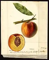 Image of the Triumph variety of peaches (scientific name: Prunus persica), with this specimen originating in Vineyard, Spalding County, Georgia, United States. (1895)