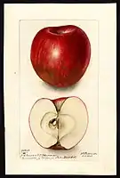 Image of apples (scientific name: Malus domestica). (1903)