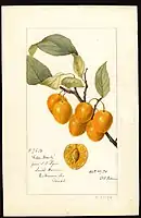 Image of the Golden Beauty variety of cherries (scientific name: Prunus avium), with this specimen originating in South Haven, Van Buren County, Michigan, United States. (1894)